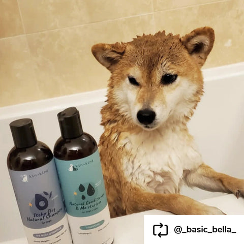 Kin + Kind - Itchy Dog Shampoo (Tea Tree+Grapefruit) 12oz