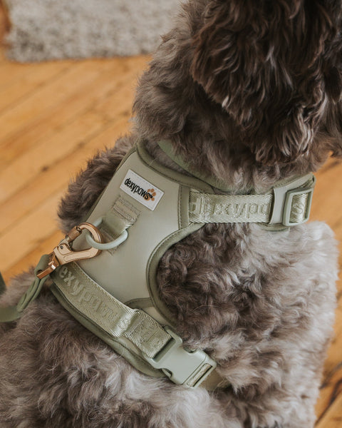 Dexypaws - No-Pull Dog Harness (Sage Green)