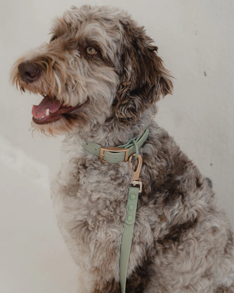 Dexypaws - Waterproof Dog Leash 6 ft (Sage Green)