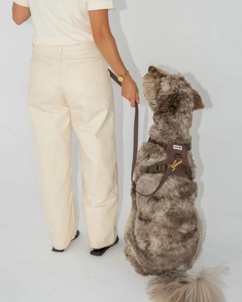 Dexypaws - Waterproof Dog Leash 5 ft (Espresso)
