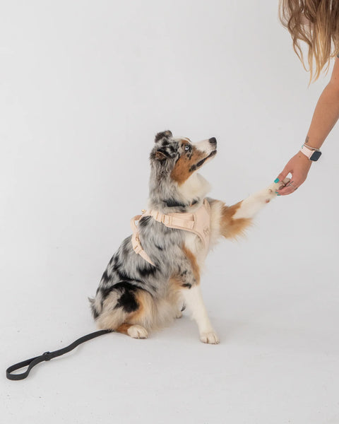 Dexypaws - No-Pull Dog Harness (Nude)