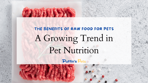 The Benefits of Raw Food for Pets: A Growing Trend in Pet Nutrition