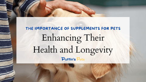 The Importance of Supplements for Pets: Enhancing Their Health and Longevity