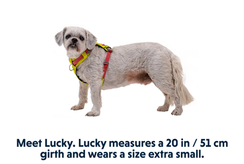 Ruffwear - Hi & Light™ Lightweight Dog Harness
