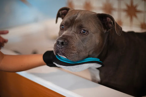 Messy Mutts - Reversible Silicone Pet Grooming Glove