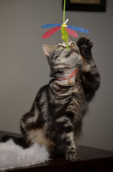 Crinkly Critters Fancy Flutterfly Cat Wand