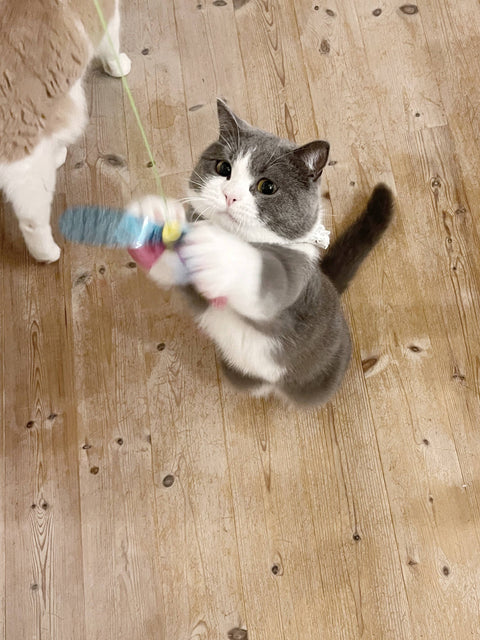 Crinkly Critters Fancy Flutterfly Cat Wand