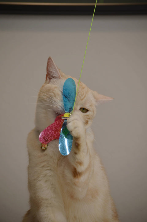Crinkly Critters Fancy Flutterfly Cat Wand