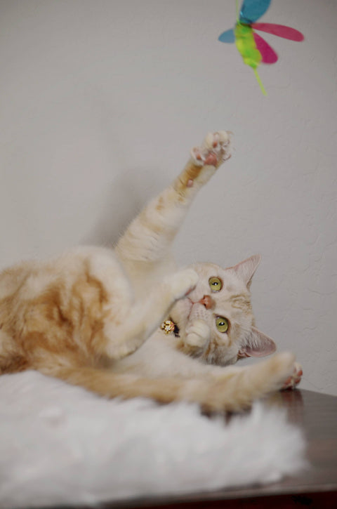 Crinkly Critters Fancy Flutterfly Cat Wand