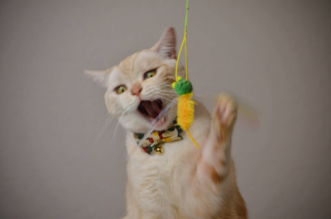 Crinkly Critters Bouncy Bee Adjustable Cat Wand