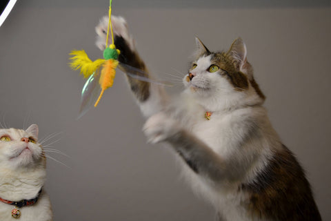 Crinkly Critters Bouncy Bee Adjustable Cat Wand