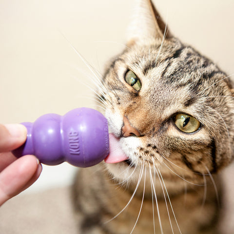 KONG - Kitty KONG