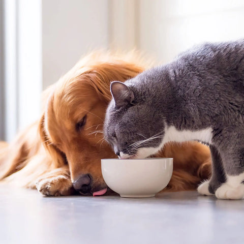 Caru - Daily Dish Pumpkin Broth for Dogs & Cats
