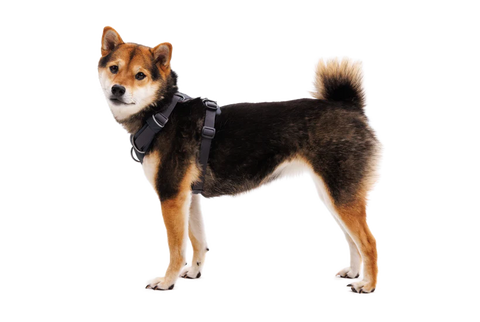 Ruffwear - Front Range® Dog Harness