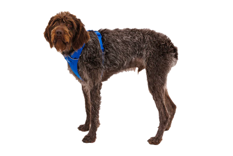 Ruffwear - Front Range® Dog Harness
