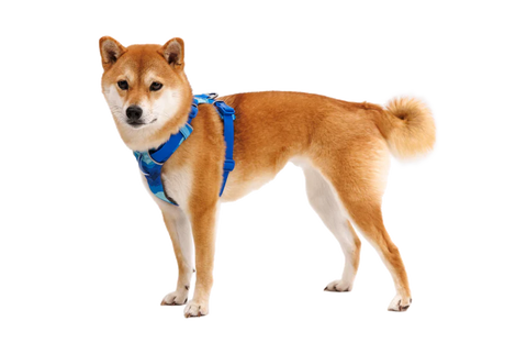 Ruffwear - Front Range® Dog Harness