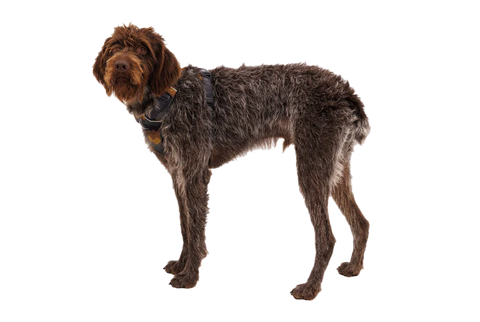 Ruffwear - Front Range® Dog Harness