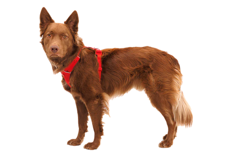 Ruffwear - Front Range® Dog Harness