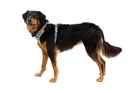 Ruffwear - Front Range® Dog Harness