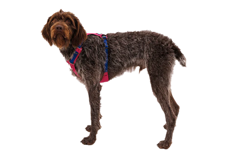 Ruffwear - Hi & Light™ Lightweight Dog Harness