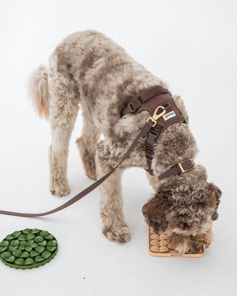 Dexypaws - No-Pull Dog Harness (Espresso)