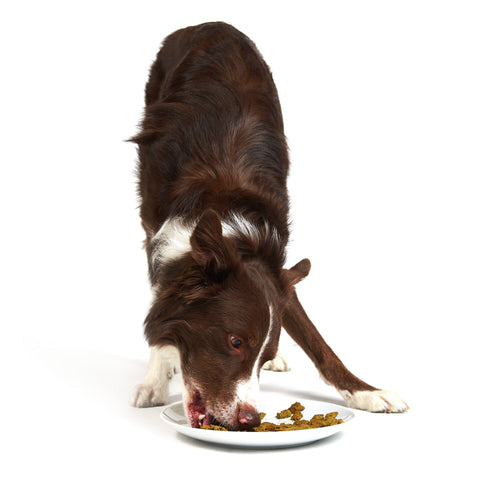 Smack - Chunky Chicken for Dog