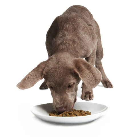 Smack - Rockin' Rockfish for Dog
